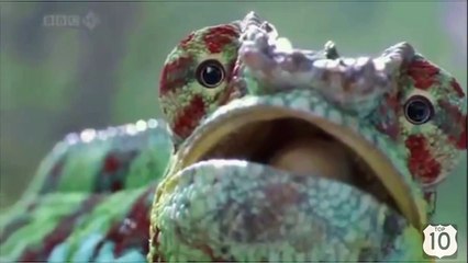 ТОП 10- ЛУЧШАЯ ПОДБОРКА ПРИКОЛОВ c ЖИВОТНЫМИ (сентябрь 2015)