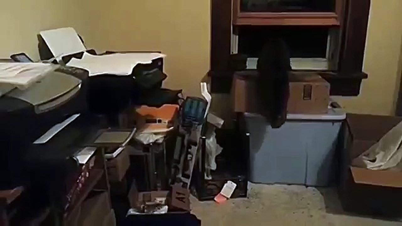 Кот и принтер