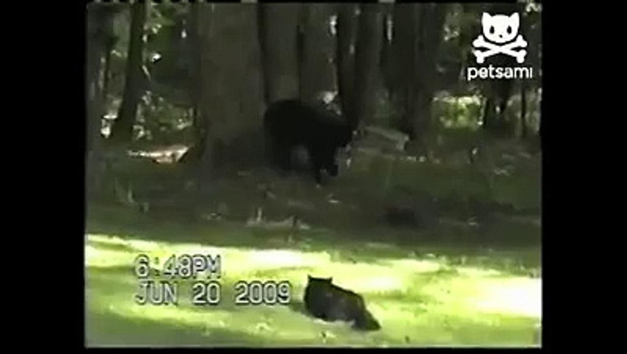 Кот прогнал медведя