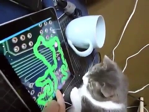 Кошка играет на планшете