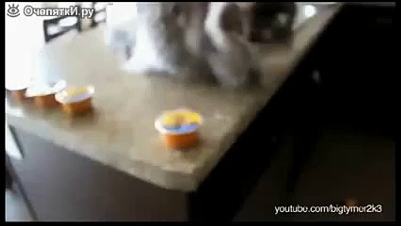 Любимый кошачий жест ПРИКОЛ
