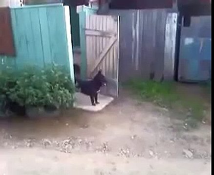 Собака и дверь