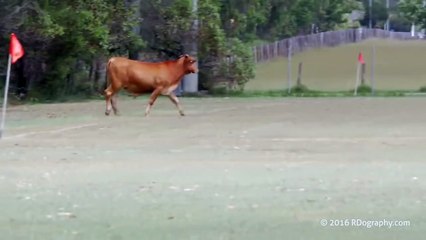 Cow invades football pitch in Australia