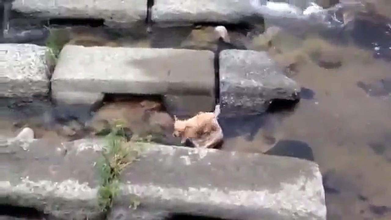 Собака сама себя развлекает