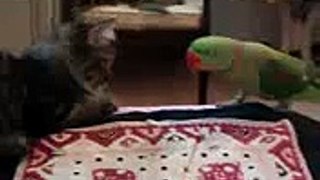 ►►  Зеленый попугай достает кота