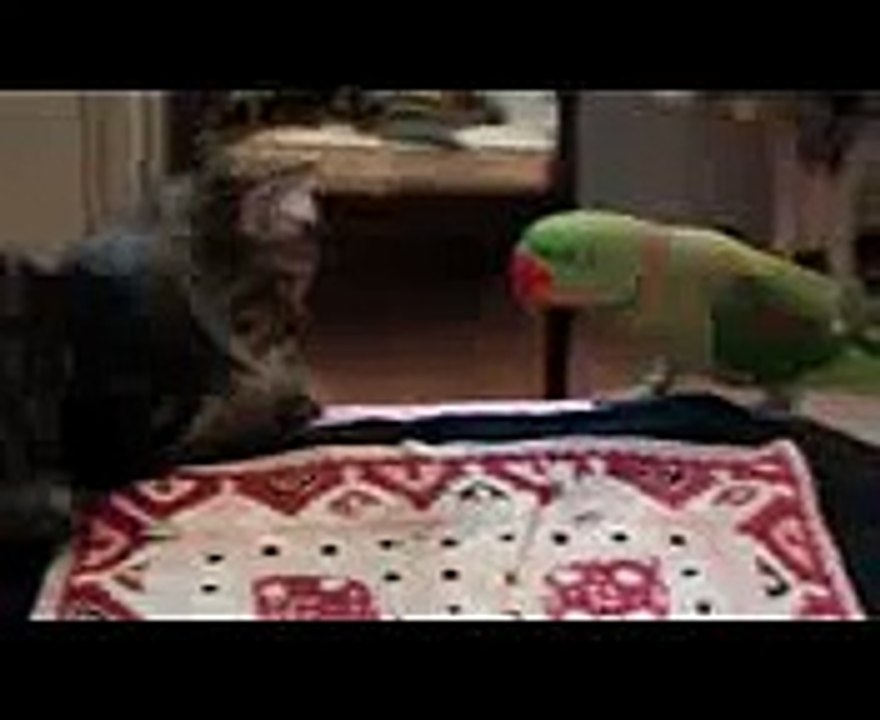►►  Зеленый попугай достает кота