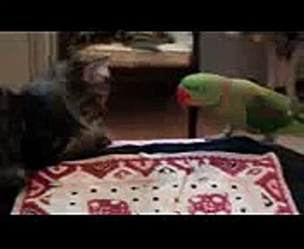 ►► Зеленый попугай достает кота