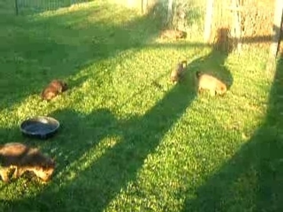 VIDEO 1 MOIS