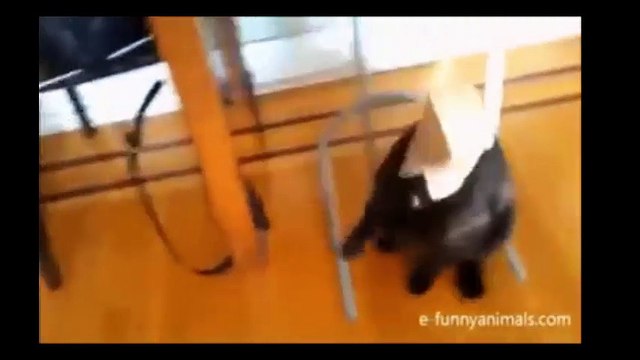 cats doing interesting with shopping bag