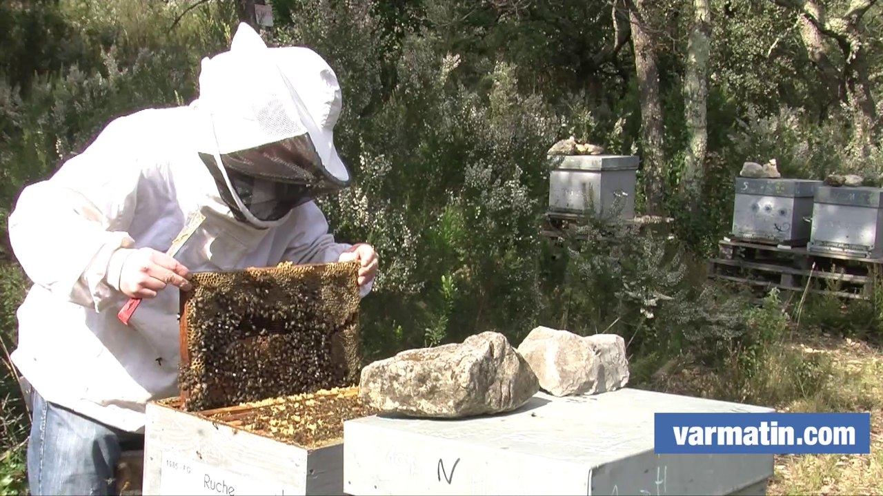Et si vous parrainiez une ruche pour sauver les abeilles ?