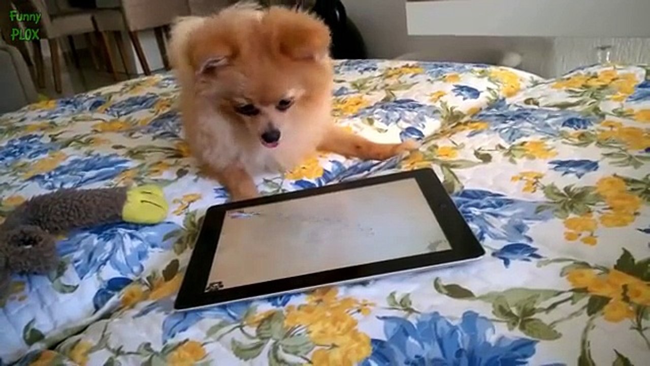 Dogs Acting Like Humans Funny