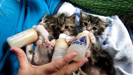 Baby Kittens All Settled for the Long Awaited Bottles
