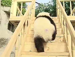 Amazing Baby Panda Playing