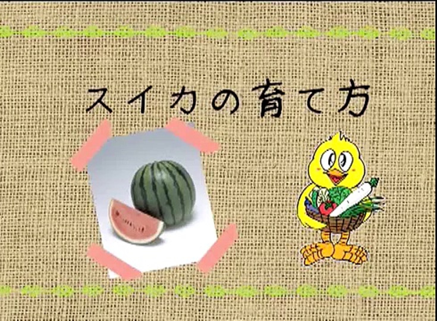 スイカの育て方 動画の続きは 農業屋 Com会員 無料 でご覧いただけます Video Dailymotion