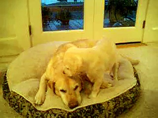 Labrador bed challenge