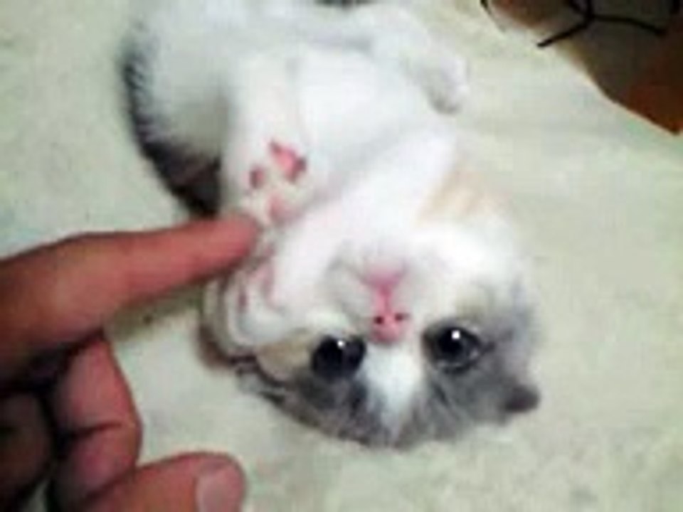 cotton 2(scottish fold kitten - female)
