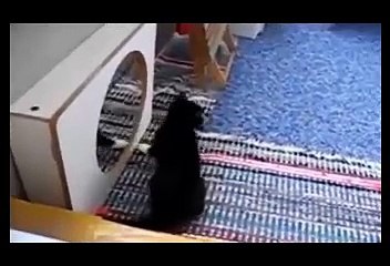 Funny Videos  Animals vs Mirrors, Super Funny