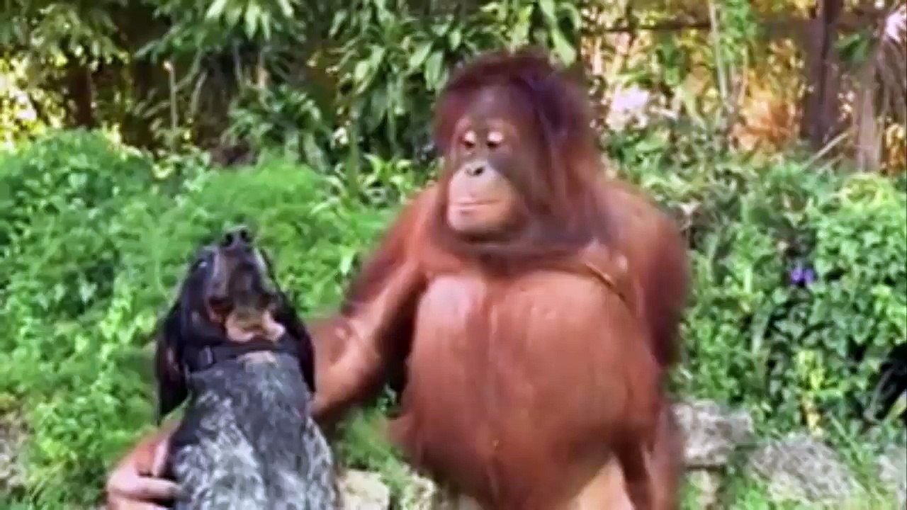 interesting animals behave