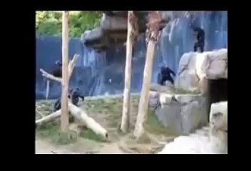 funy monkey activities