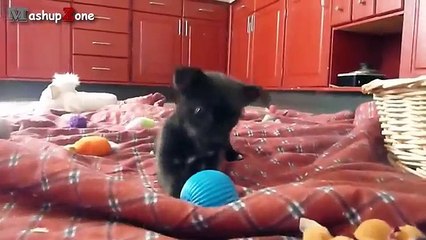 Cute Puppies - A Cute Puppy Videos Compilation 2015