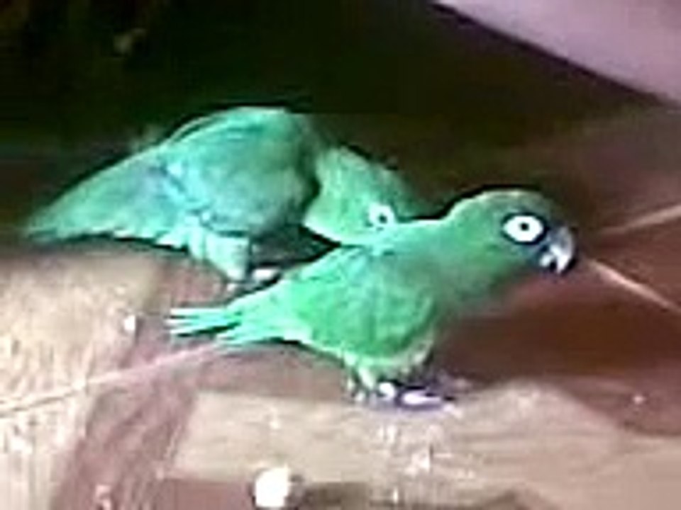 angel y Rex
