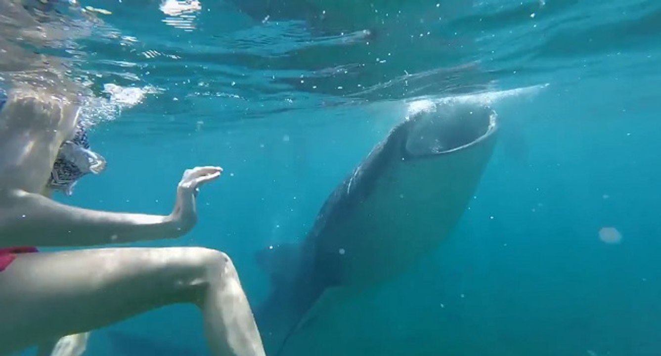 Une jeune femme fait une rencontre inoubliable sous l'eau