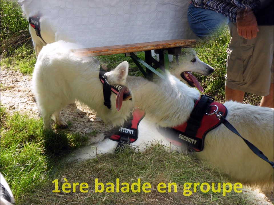Anniversaire Ayiana - Berger Blanc Suisse