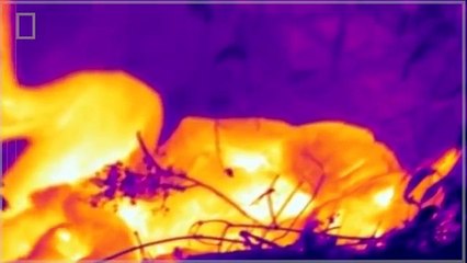 Lion Video National Geographic - LION'S KILLING COUNTRY [Full Documentary]