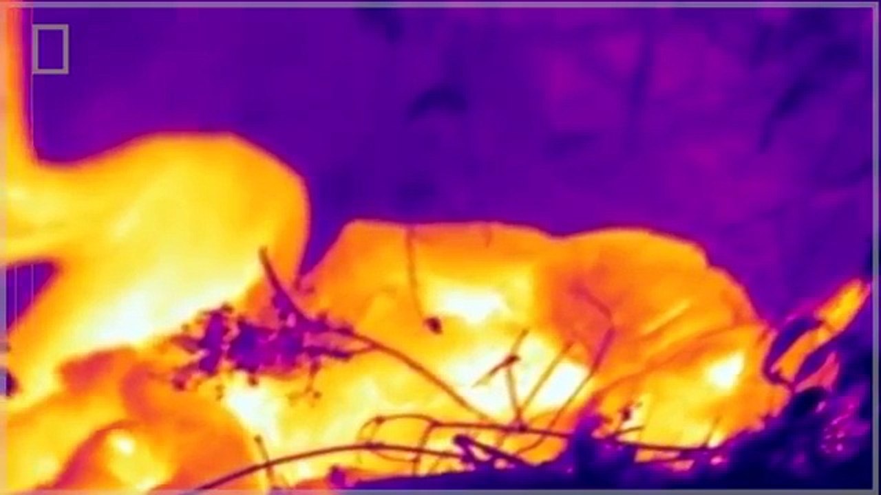 Lion Video National Geographic - LION'S KILLING COUNTRY [Full Documentary]