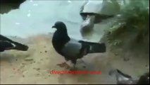 ASIAN BIRD صيد الحمام