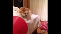 funny cat pranks videos -funny cat reaction to fart- that will make you laugh so hard you cry.