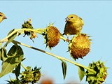 American Goldfinch Enjoying Some Fall Sunflower Seeds