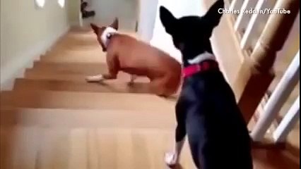 Dogs who cant figure out stairs by Petcha