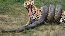 Anaconda Gigante - Serpiente vs Tigre