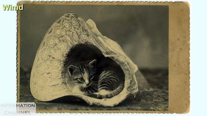 30 Pictures of The vintage style cat | Vintage Cat photo compilation
