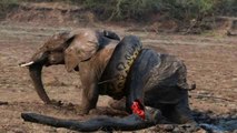 Serpiente Gigante - León vs Elefante