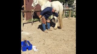 How To Shoeing A Nervous Horse