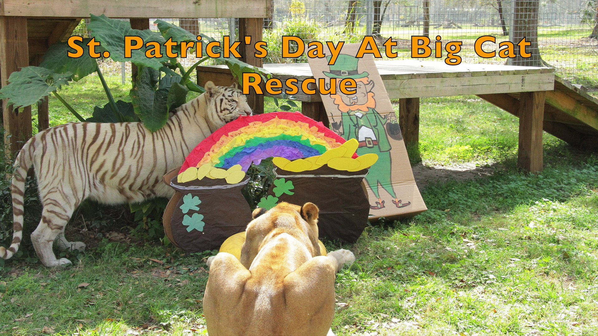 ⁣The Big Cats Celebrate St. Patrick's Day