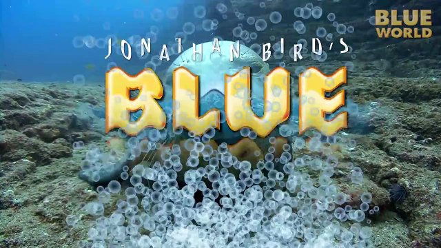 Jonathan Birds Blue World: Sea Turtle Rescue!