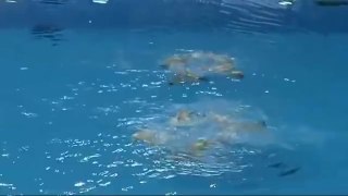 North Korean Girls Swimming at the Olympic