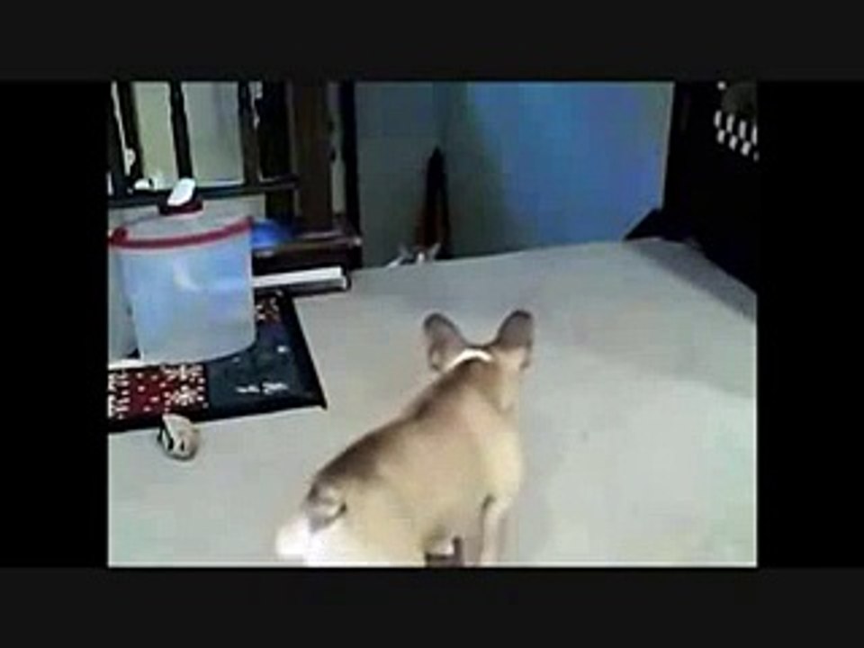 Real Pussy
