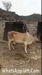 VID-20160316-WA0080.mp4