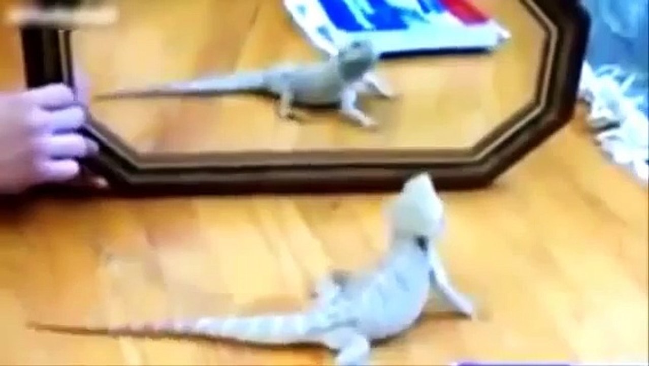 Lustige Tiervideos