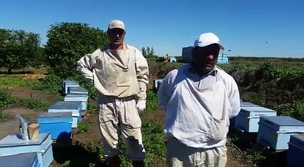 Tarım ilaçları arıları öldürüyor. Arı üreticileri zor durumda