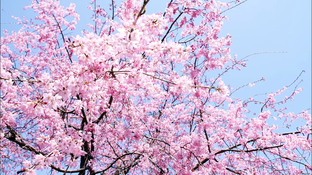 Spring Waltz