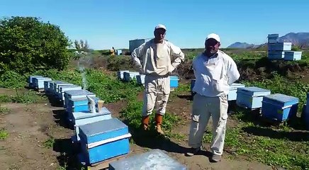 Tarım ilaçları arıları öldürüyor. Arı üreticileri zor durumda 2