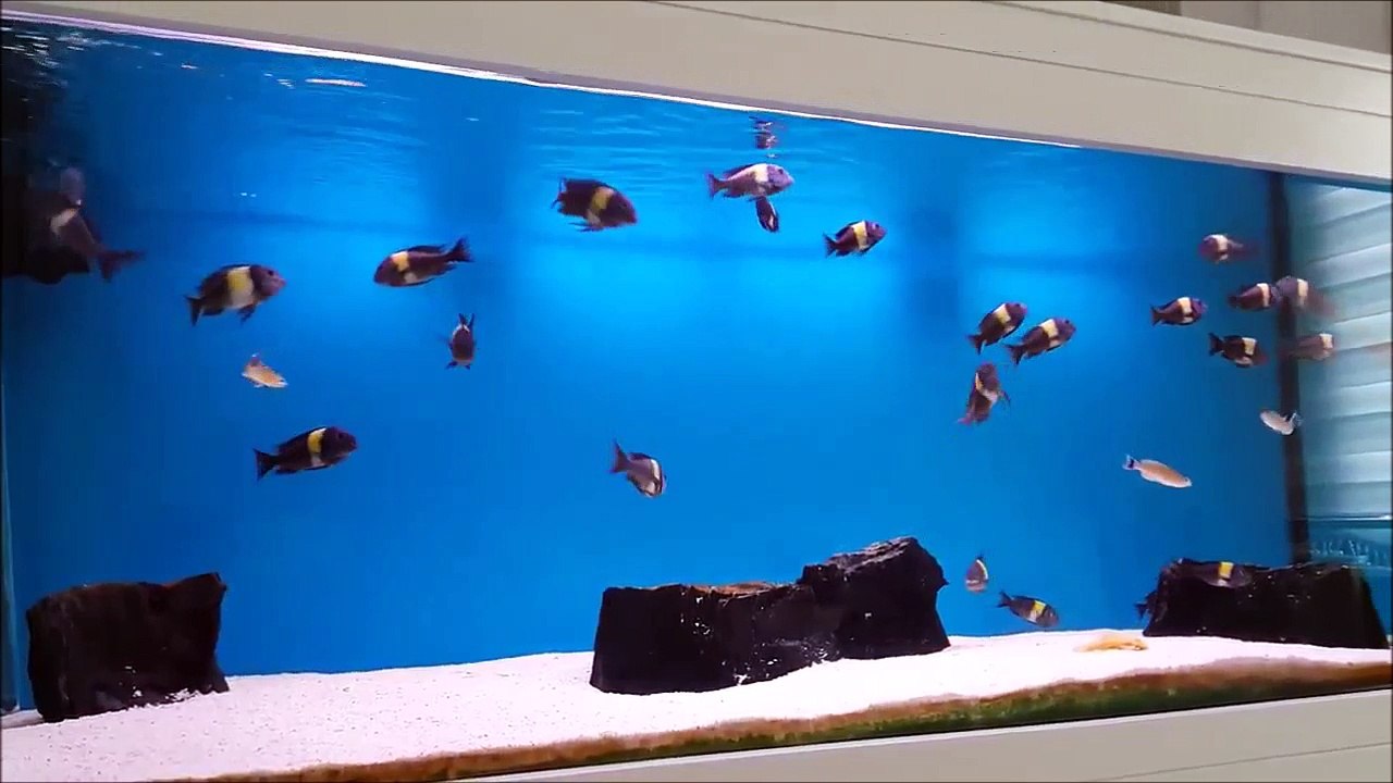 21 Dişi 4 Erkek Tropheus Duboisi Maswa