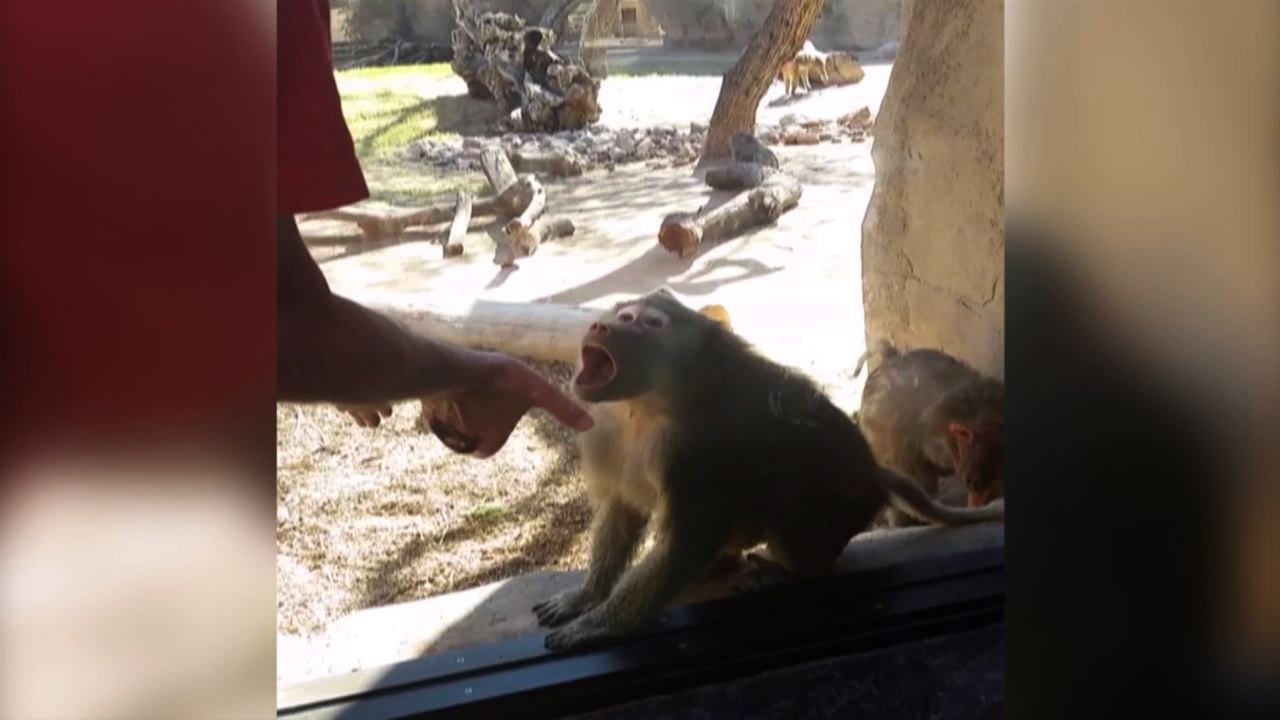 Baboon Is Amazed By Magic Trick