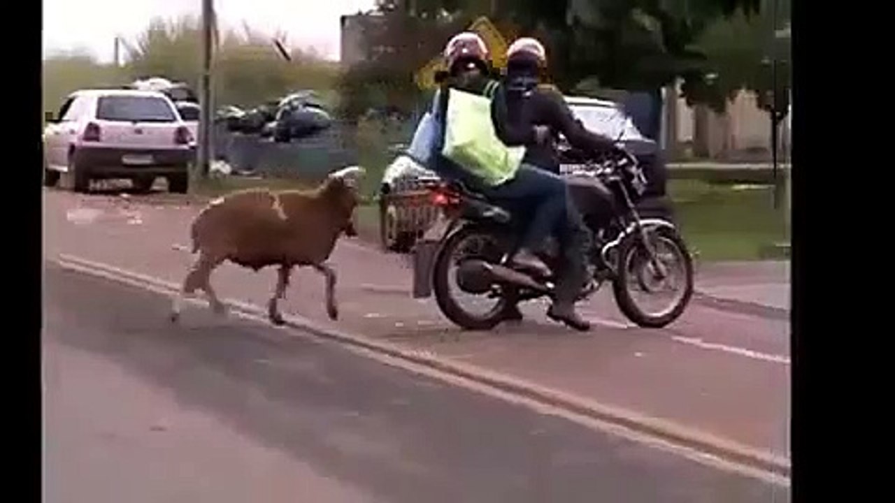 Must Watch This Very Funny Video | Funny Clips | AWAN Music Centre