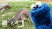 From Sesame Street to Down Under: Cookie Monster visits an Australian zoo